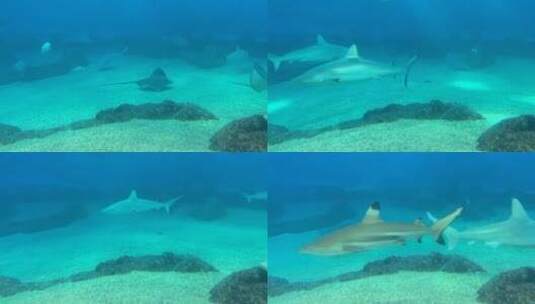 水下游泳的海洋动物延时摄影高清在线视频素材下载