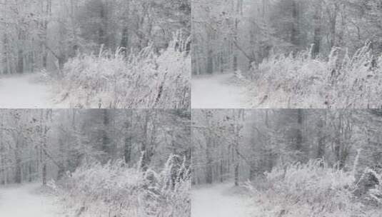 白雪皑皑的森林高清在线视频素材下载