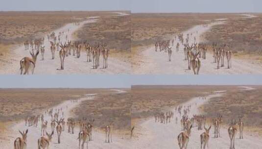 一群跳羚羊走在土路上高清在线视频素材下载