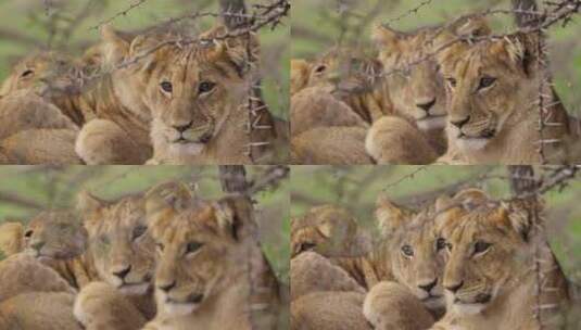 小狮子在灌木丛中休息高清在线视频素材下载