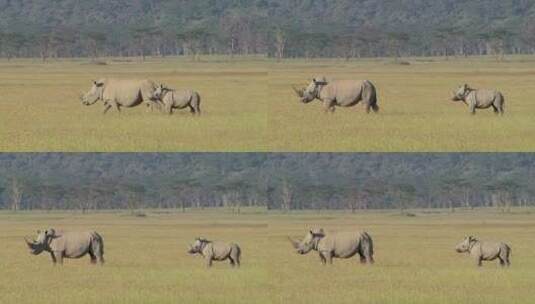 草地上的两只犀牛高清在线视频素材下载
