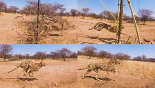 非洲猎豹在栅栏后面奔跑的慢动作高清在线视频素材下载