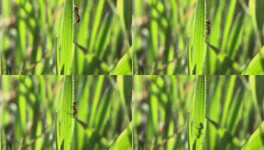 微距摄影 春天蚂蚁在草上爬高清在线视频素材下载