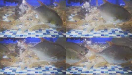 实拍 海鲜 螃蟹 皮皮虾 鱼高清在线视频素材下载