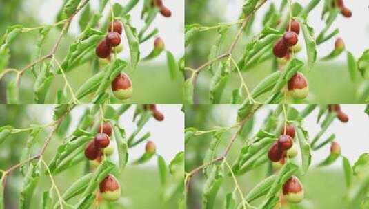 树上成熟的红枣高清在线视频素材下载