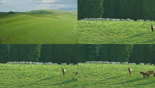 草原上的 羊群高清在线视频素材下载