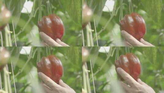 手抚摸灯笼椒现代农业采摘甜椒菜椒种植调味高清在线视频素材下载