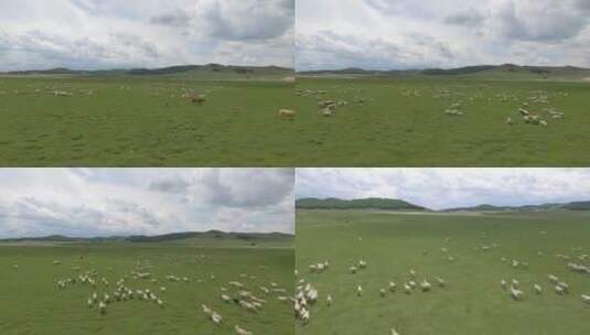 航拍草原上奔跑着的羊群高清在线视频素材下载