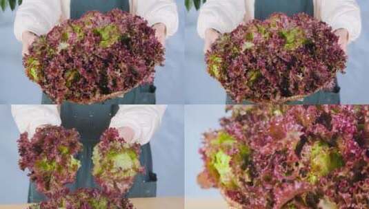 新鲜紫生菜高清在线视频素材下载