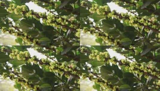春天的柿子树高清在线视频素材下载