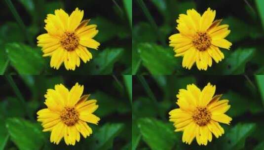 唯美鲜花蟛蜞菊高清在线视频素材下载