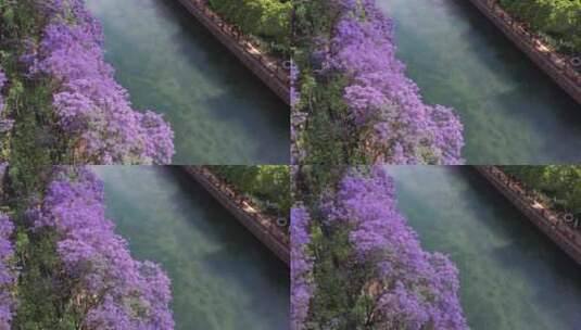 昆明滨江江边美丽的蓝花楹航拍高清在线视频素材下载