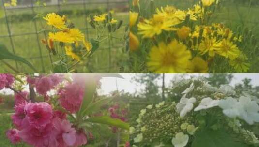 植物花 高速镜头 春天 阳光 慢镜头 花高清在线视频素材下载