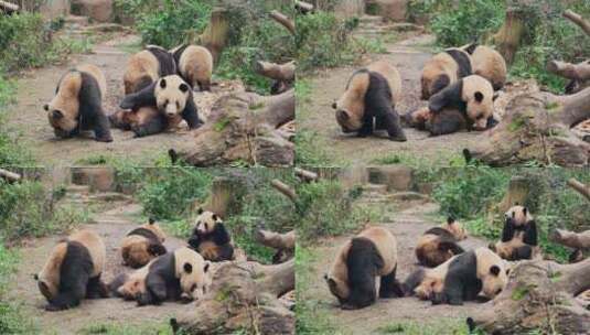 成都熊猫基地一群大熊猫坐在地上高清在线视频素材下载