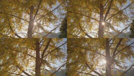 秋天里的唯美黄色银杏金色银杏叶高清在线视频素材下载