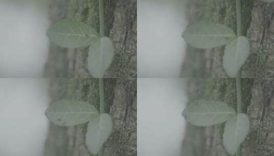 森林树木叶片上的蚂蚁昆虫微距延时高清在线视频素材下载