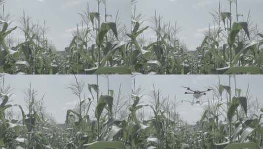 夏天晴天农业植保无人机在地里喷洒高清在线视频素材下载