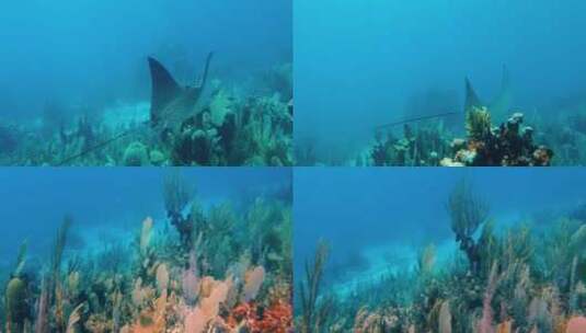 热带潜水拍摄蝠鲼鳐鱼高清在线视频素材下载
