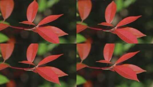 红叶石楠叶片高清在线视频素材下载
