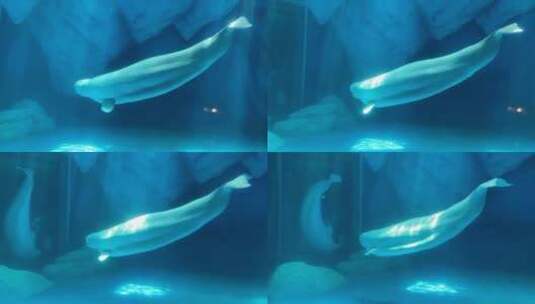 上海海昌海洋公园动物海洋馆游乐园高清在线视频素材下载
