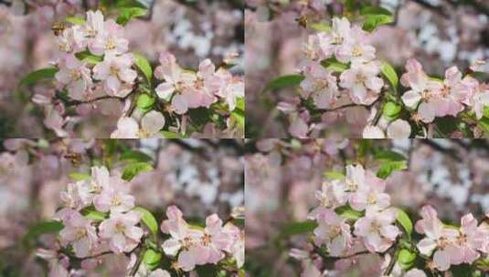 春天苹果花蜜蜂飞舞高清在线视频素材下载