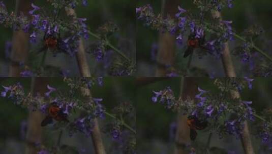 蜜蜂采蜜 花丛里的大蜜蜂高清在线视频素材下载