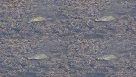 乌龟在泥泞的池塘里游泳高清在线视频素材下载