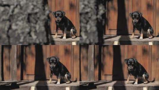 一只黑狗在门上晒太阳高清在线视频素材下载