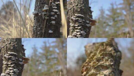 树上的蘑菇高清实拍视频高清在线视频素材下载
