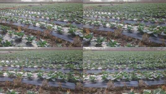 茄子 茄子地 农作物 蔬菜 茄高清在线视频素材下载