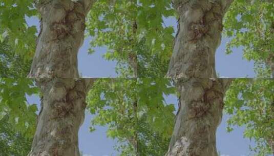 夏日唯美清晰树干树叶高清在线视频素材下载