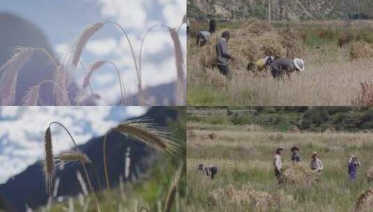 西藏牧民收青稞高清在线视频素材下载