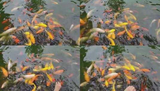 水里面的观赏鱼高清在线视频素材下载