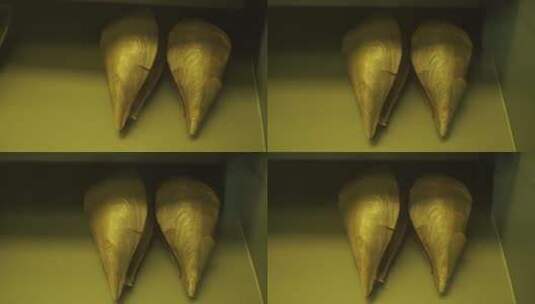 海螺贝壳水产标本高清在线视频素材下载