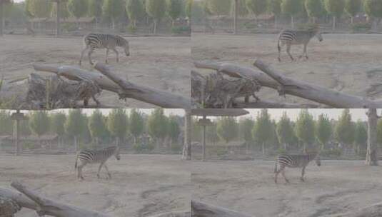 动物园斑马和长颈鹿高清在线视频素材下载