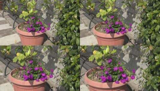 盆栽的鲜花特写镜头高清在线视频素材下载