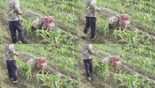 农民用机械松土机在玉米地松土高清在线视频素材下载