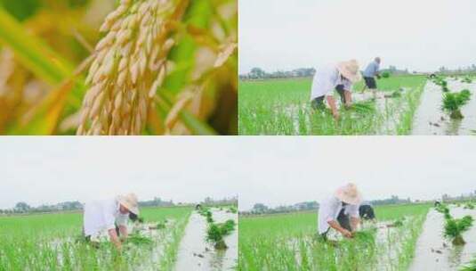 水稻丰收高清在线视频素材下载