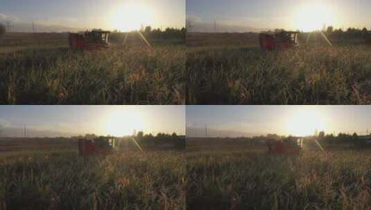 夕阳中收割机在乡间田里收割玉米高清在线视频素材下载