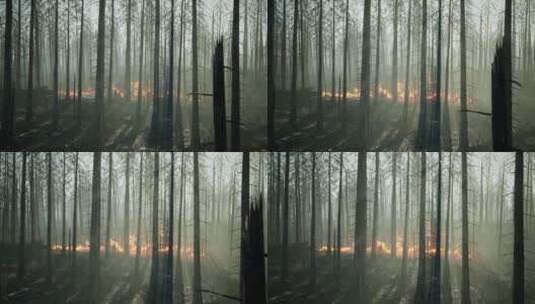 原始森林起火燃烧高清在线视频素材下载