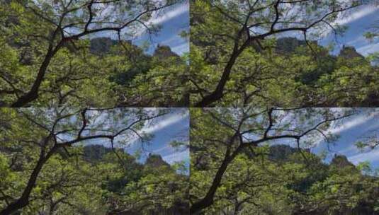 青山绿树森林植物高清在线视频素材下载