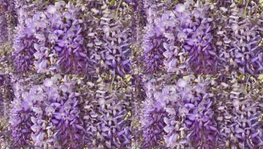 美丽盛开的紫藤花架与蜜蜂。高清在线视频素材下载