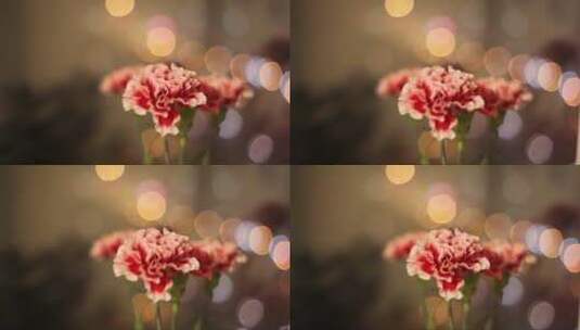 鲜艳的康乃馨高清在线视频素材下载