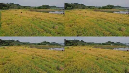 宜昌卷桥河湿地公园里的稻田高清在线视频素材下载