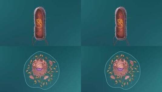 医学微观生物病毒细胞形态医疗三维动画展示高清在线视频素材下载