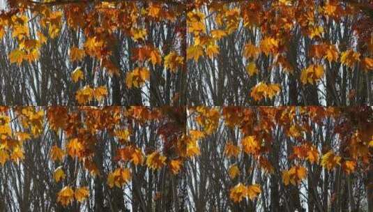 秋季 梧桐树林 树枝中的金色树叶高清在线视频素材下载