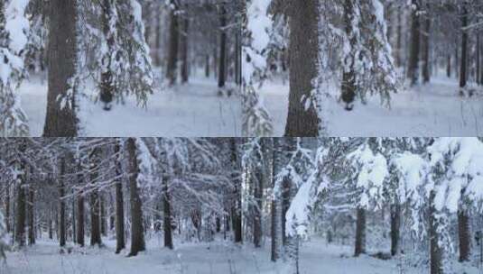 冬季森林大雪积雪松树高清在线视频素材下载