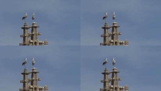建筑物上栖息的鸟高清在线视频素材下载