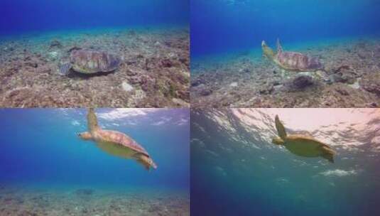 海底的海龟高清在线视频素材下载