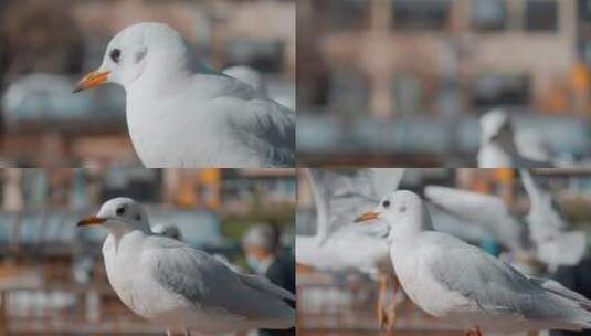 城市海鸥特写昆明盘龙江边红嘴鸥高清在线视频素材下载